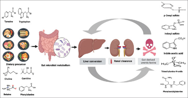Gut-derived uremic toxins and cardiovascular health in chronic kidney disease.