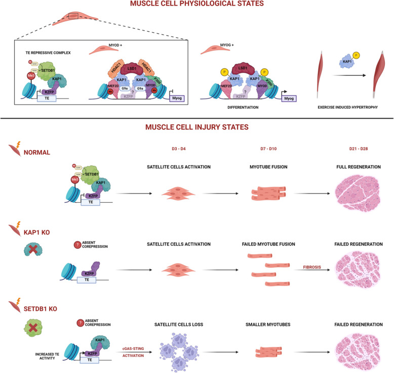 Transposon expression and repression in skeletal muscle.