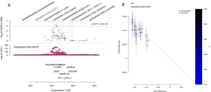 PRCP is a promising drug target for intracranial aneurysm rupture supported via multi-omics analysis.