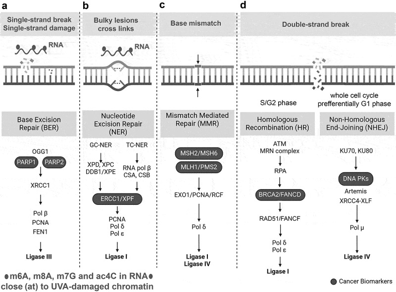 N4-acetylcytidine and other RNA modifications in epitranscriptome: insight into DNA repair and cancer development.