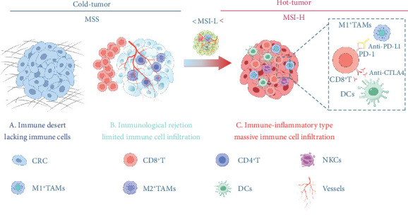 Exploring the Role of Cellular Interactions in the Colorectal Cancer Microenvironment.