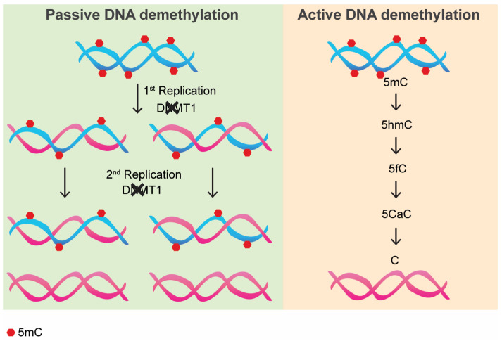 Induction of DNA Demethylation: Strategies and Consequences.