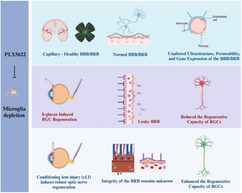 Preserving blood-retinal barrier integrity: a path to retinal ganglion cell protection in glaucoma and traumatic optic neuropathy.