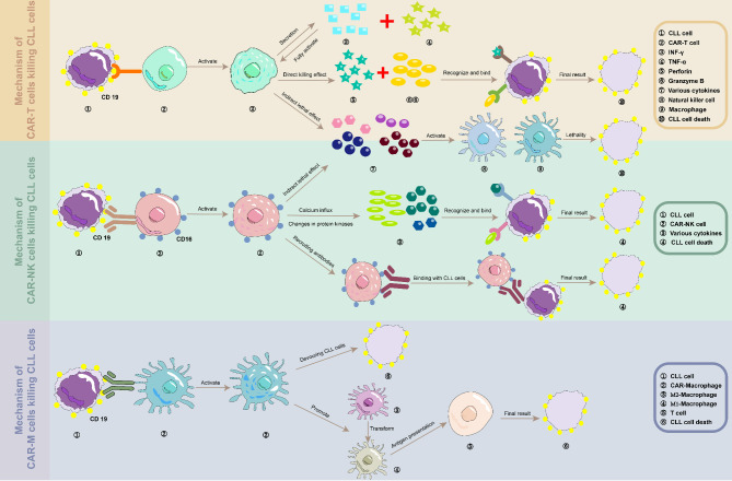 Immunotherapy in chronic lymphocytic leukemia: advances and challenges.