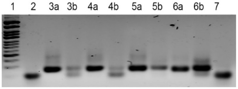 Specific Aspects of SELEX Protocol: Different Approaches for ssDNA Generation.