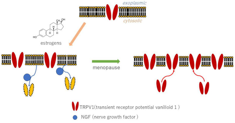 Estrogen-Mediated Neural Mechanisms of Sex Differences in Burning Mouth Syndrome.