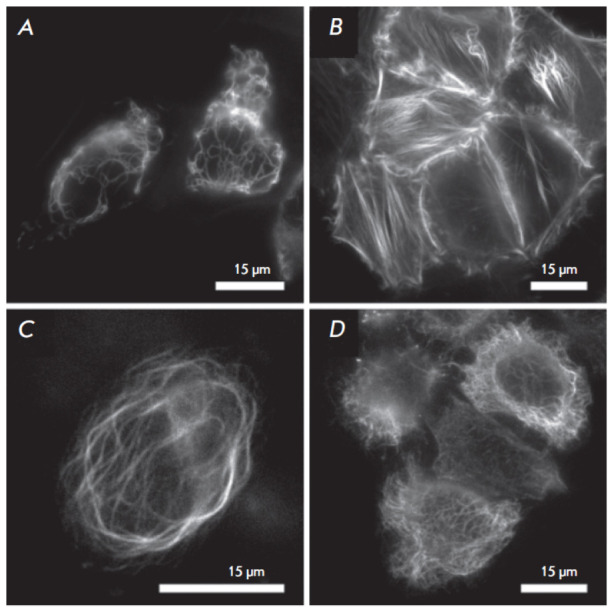 Two Key Substitutions in the Chromophore Environment of mKate2 Produce an Enhanced FusionRed-like Red Fluorescent Protein.
