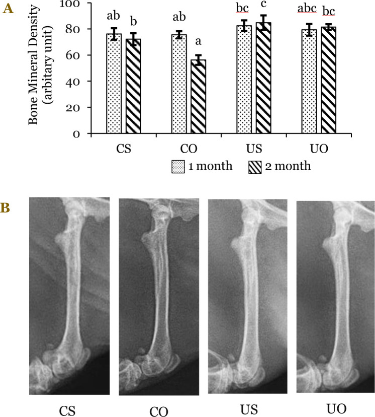 Exploring the potential of calcium-fortified sweet potato noodles for osteoporosis prevention: Insights from in vivo rat studies.