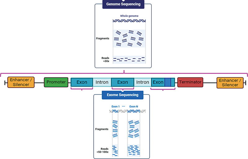 A decade of whole-exome sequencing in Brazilian Neurology: from past insights to future perspectives.
