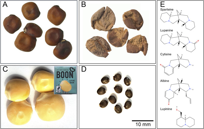 Lupin poisoning: a review.