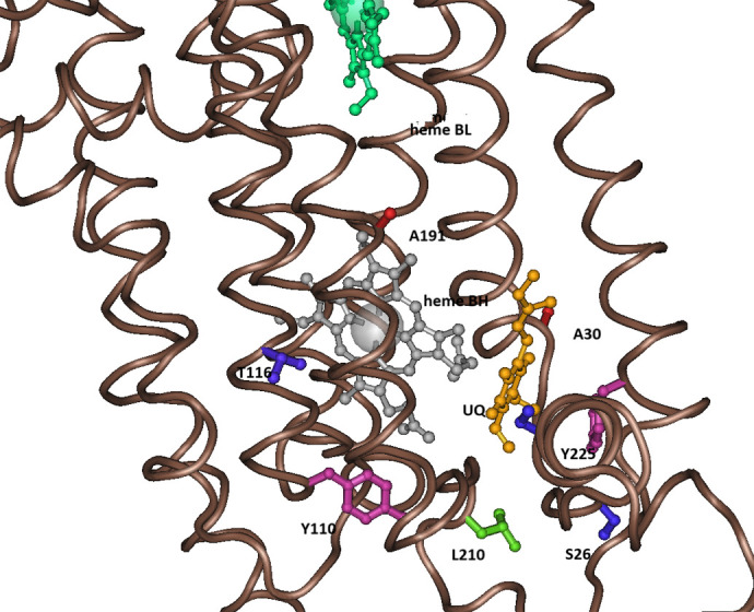 Adaptive evolution of cytochrome b in songbirds.
