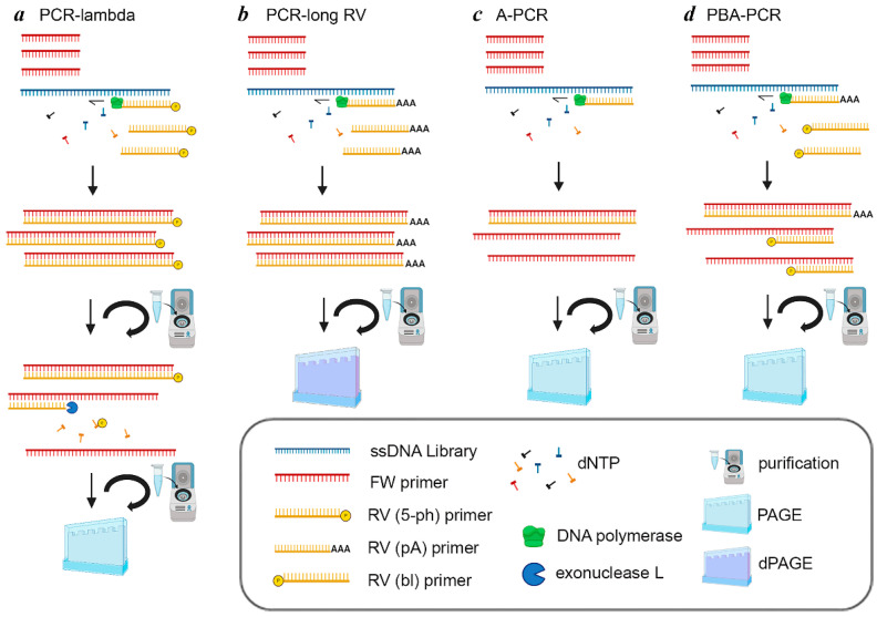 Specific Aspects of SELEX Protocol: Different Approaches for ssDNA Generation.