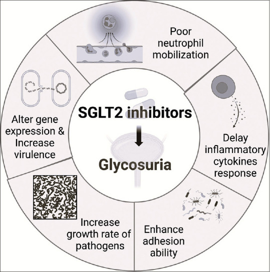 Sodium-glucose co-transporter 2 inhibitors use and the risks of genital and urinary tract infection: What should we know?