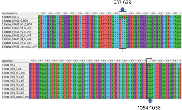 Protective antibody response in Korean raccoon dogs (<i>Nyctereutes procynoide koreensis)</i> administered a new rabies bait vaccine containing the ERAGS-GFP strain.