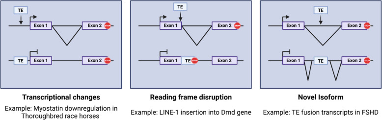 Transposon expression and repression in skeletal muscle.