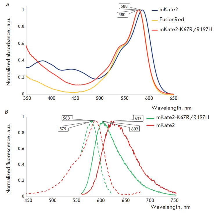 Two Key Substitutions in the Chromophore Environment of mKate2 Produce an Enhanced FusionRed-like Red Fluorescent Protein.