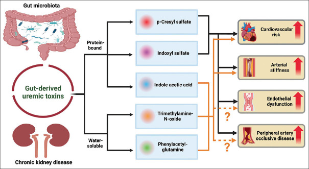 Gut-derived uremic toxins and cardiovascular health in chronic kidney disease.