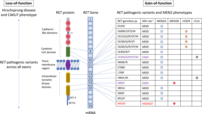 Genomic testing for RET in the clinic: UK and global perspective.