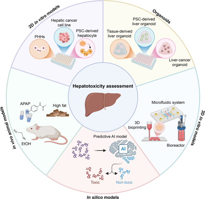 Advancing hepatotoxicity assessment: current advances and future directions.