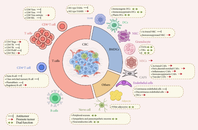 Exploring the Role of Cellular Interactions in the Colorectal Cancer Microenvironment.