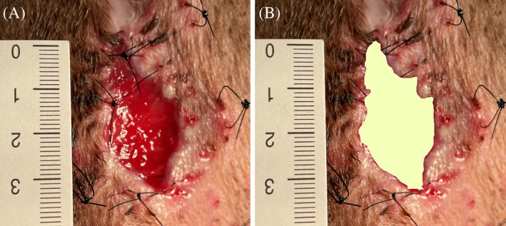 Serum amikacin concentrations in dogs with naturally occurring open wounds treated with topical amikacin in carboxymethylcellulose hydrogel.