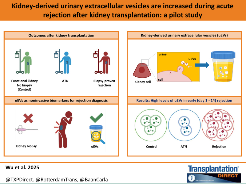 Kidney-derived Urinary Extracellular Vesicles are Increased During Acute Rejection after Kidney Transplantation: A Pilot Study.