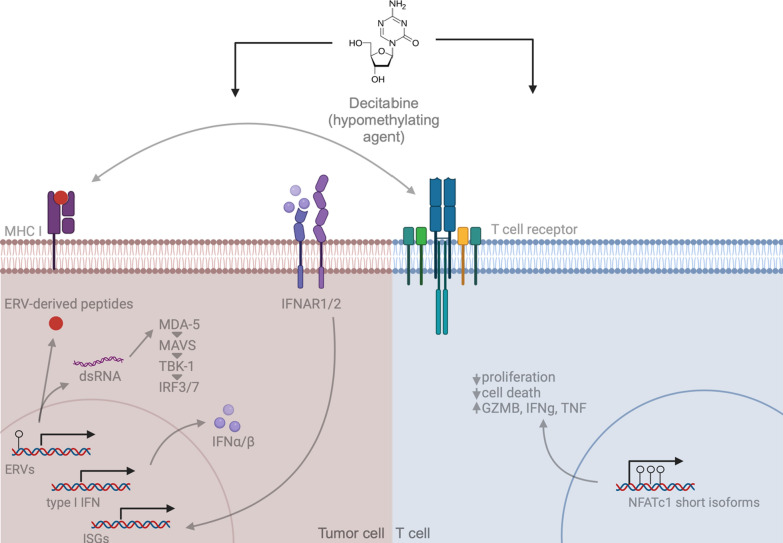 DNA methylation in melanoma immunotherapy: mechanisms and therapeutic opportunities.