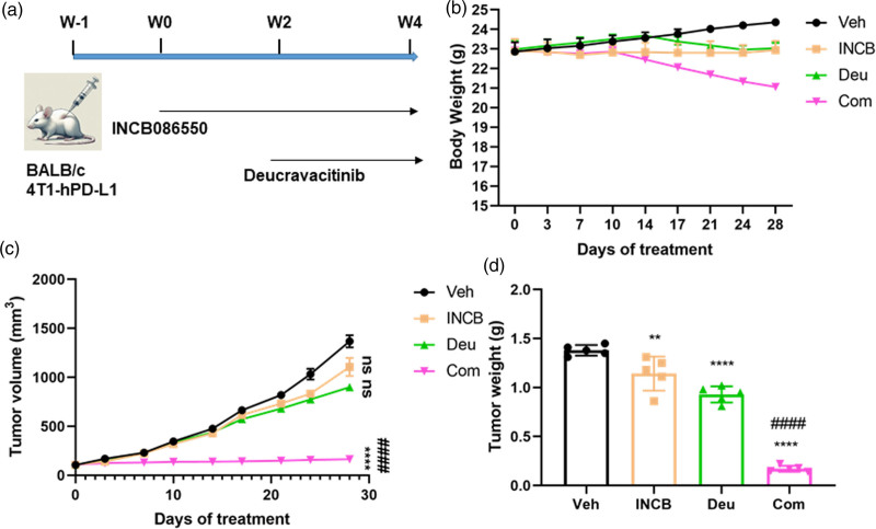 Dual inhibition of TYK2 and PD-L1 boosts immune response in triple negative breast cancer.