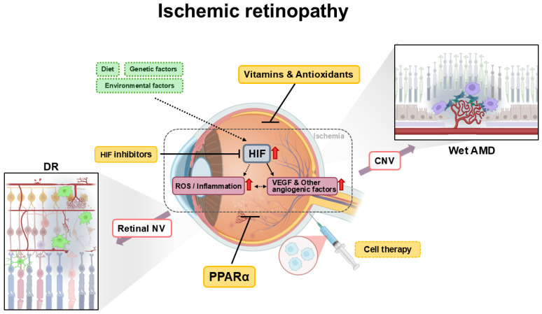 Novel Therapeutic Approaches for Treatment of Diabetic Retinopathy and Age-Related Macular Degeneration.