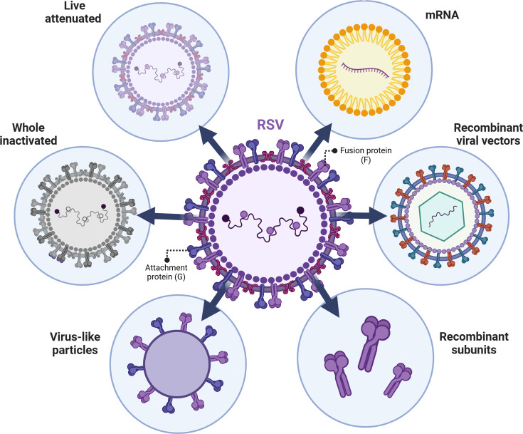 Recent advances in the prevention and treatment of respiratory syncytial virus disease.