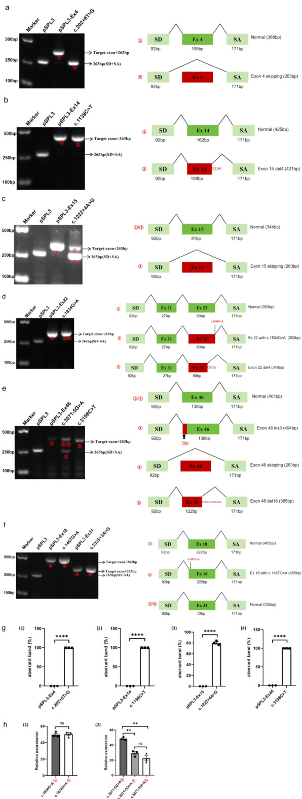 Identifying six single nucleotide variants in the COL17A1 gene that alter RNA splicing: database analysis and minigene assays.