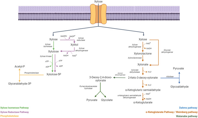 Unsilencing a cryptic xylose metabolic pathway in Rhodococcus jostii RHA1 for efficient lipid production from lignocellulosic biomass.