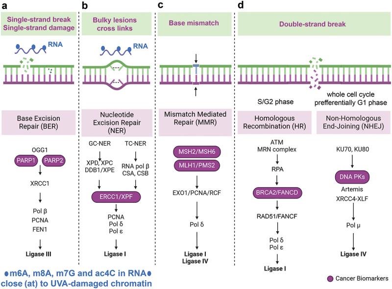 N4-acetylcytidine and other RNA modifications in epitranscriptome: insight into DNA repair and cancer development.