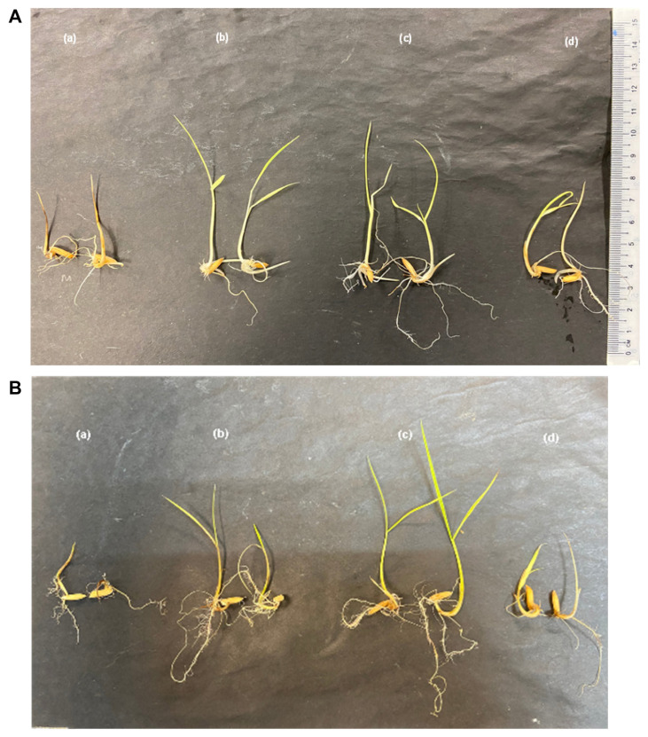 Bio-efficacy of Nanosilicon in Regulating Oxidative Activity to Control Rice Seedlings Rot Disease Caused by Burkholderia glumae.