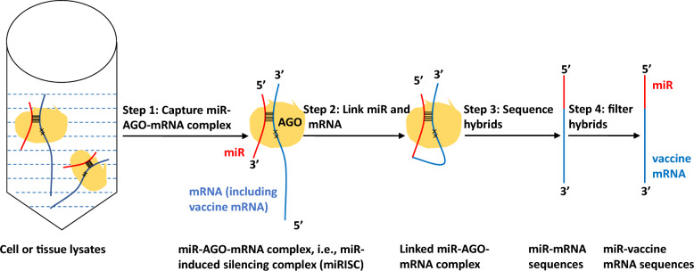 Mitigating host microRNA interference to enhance mRNA vaccine efficacy in public health interventions.