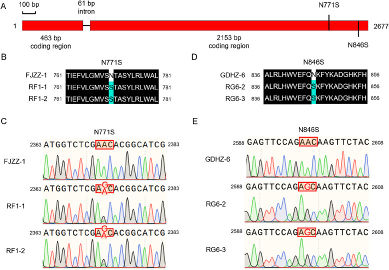 The resistance risk of fluopicolide and resistance-associated point mutations in the target protein PlVHA-a in Phytophthora litchii.