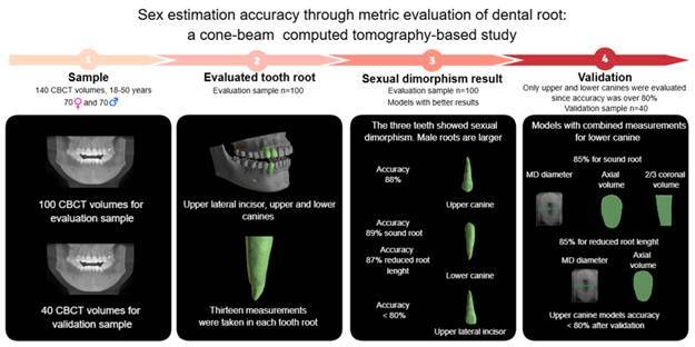 Sex estimation accuracy through metric evaluation of dental root: a cone-beam computed tomography-based study.
