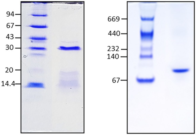 Purification, Characterization and Bioactivity of a New Homodimeric Lectin From <i>Vicia Altissima</i> (<i>Fabaceae</i>) Seeds.