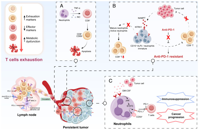Tumor‑associated neutrophils: Critical regulators in cancer progression and therapeutic resistance (Review).