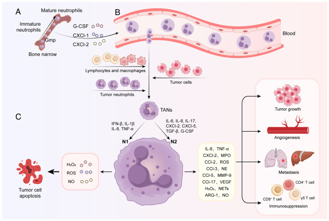 Tumor‑associated neutrophils: Critical regulators in cancer progression and therapeutic resistance (Review).
