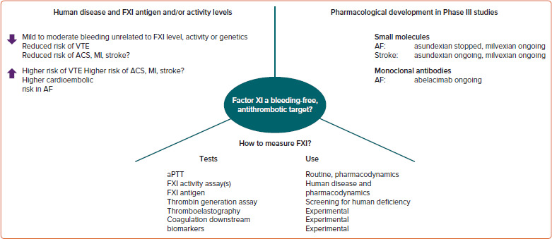 Factor XI and Atrial Fibrillation: A Mismatched Pairing?