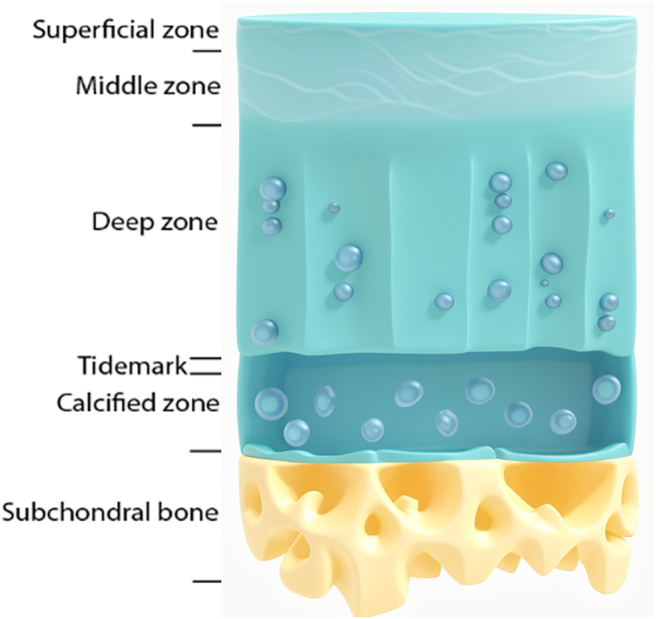 Current trends in the treatment of focal cartilage lesions: a comprehensive review.