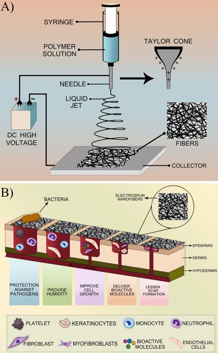 Polyurethane/silk fibroin-based electrospun membranes for wound healing and skin substitute applications.