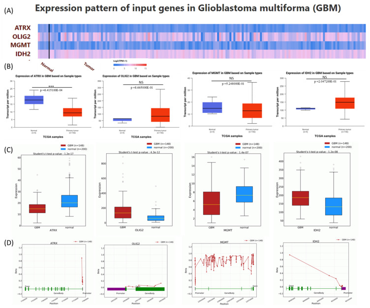 ATRX, OLIG2, MGMT, and IDH2 in Glioblastoma: Essential Molecular Mechanisms and Therapeutic Significance.