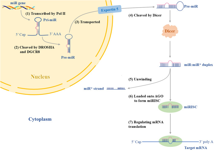 Mitigating host microRNA interference to enhance mRNA vaccine efficacy in public health interventions.