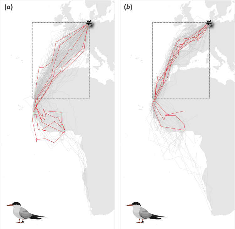 Route flexibility is associated with headwind minimization in a long-distance migratory seabird.