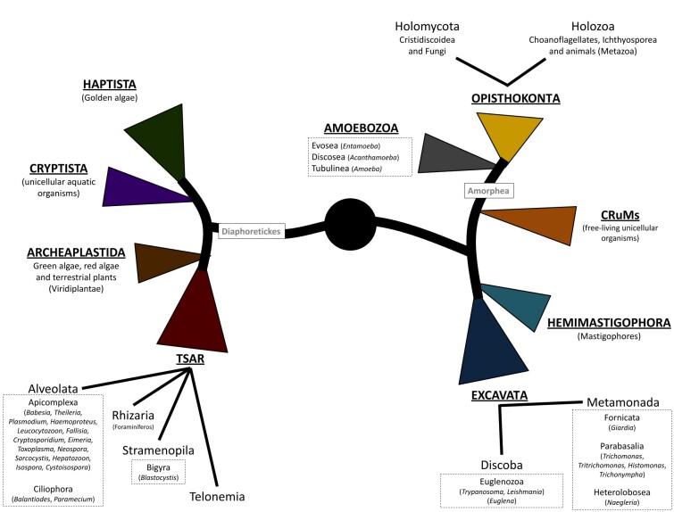 Veterinary parasitologists: the time has come to talk about the use of the expressions "Protozoan" and "Protista".