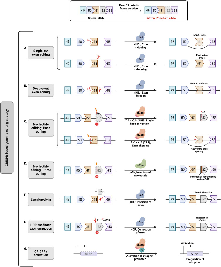Gene Editing for Duchenne Muscular Dystrophy: From Experimental Models to Emerging Therapies.