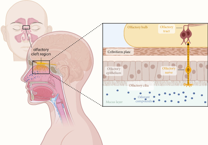 Role and Mechanism of Olfactory Stem Cells in the Treatment of Olfactory Disorders.