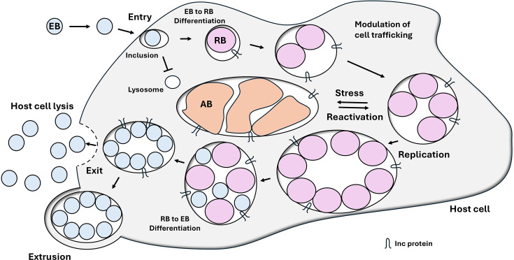 From coughs to complications: the story of <i>Chlamydia pneumoniae</i>.